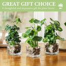 MyGift Set of 3 Fake Plants, Small Artificial Potted Plants Indoor in Clear Glass Pot, 9.5 Inch Faux Plant for Home Decor